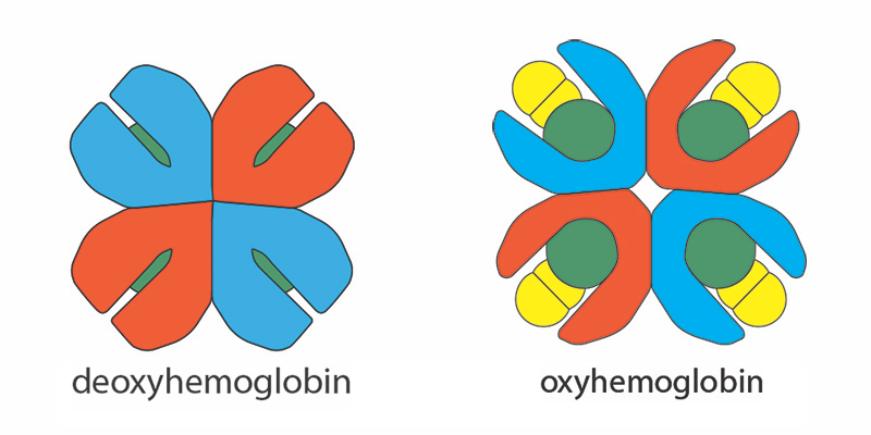 
							
								Deoxyhemoglobin and oxyhemoglobin. Each are made of four cup shaped structures in a ring formation. The deoxyhemoglobin's cups are tightly closed. The oxyhemoglobin's cups are opened and each contain an oxygen molecule. 
							
							